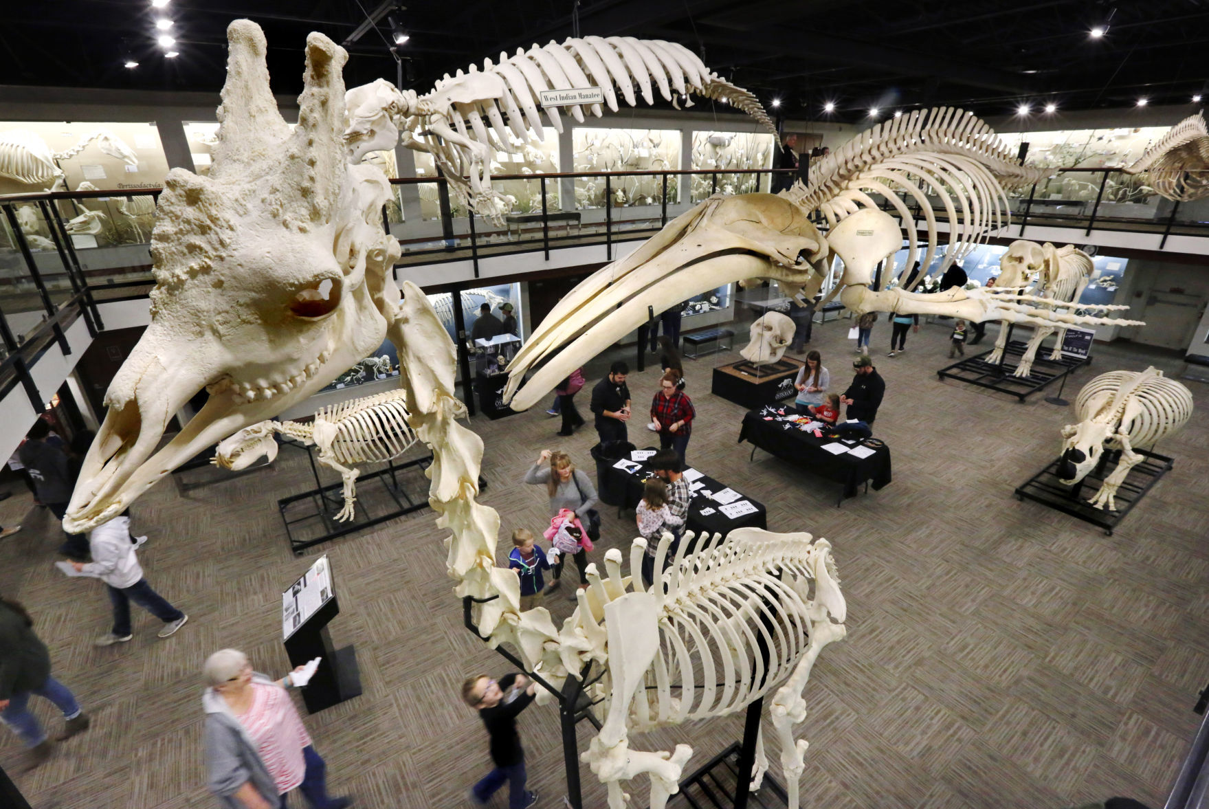 See 800 skeletons